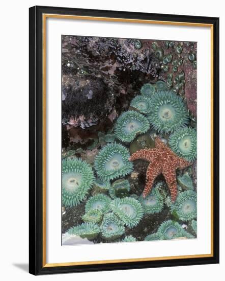 Giant Green Anemones and Ochre Sea Stars, Oregon, USA-Stuart Westmoreland-Framed Photographic Print