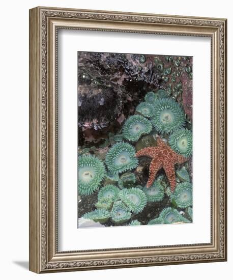 Giant Green Anemones and Ochre Sea Stars, Oregon, USA-Stuart Westmoreland-Framed Photographic Print