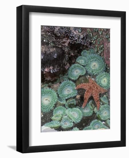 Giant Green Anemones and Ochre Sea Stars, Oregon, USA-Stuart Westmoreland-Framed Photographic Print