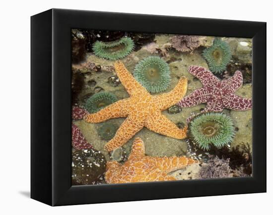 Giant Green Anemones and Ochre Sea Stars-Stuart Westmoreland-Framed Premier Image Canvas