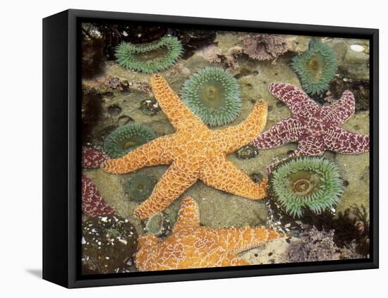 Giant Green Anemones and Ochre Sea Stars-Stuart Westmoreland-Framed Premier Image Canvas