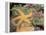 Giant Green Anemones and Ochre Sea Stars-Stuart Westmoreland-Framed Premier Image Canvas