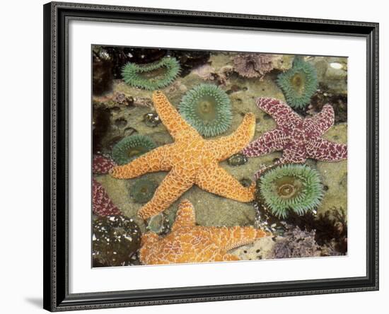 Giant Green Anemones and Ochre Sea Stars-Stuart Westmoreland-Framed Photographic Print