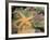 Giant Green Anemones and Ochre Sea Stars-Stuart Westmoreland-Framed Photographic Print