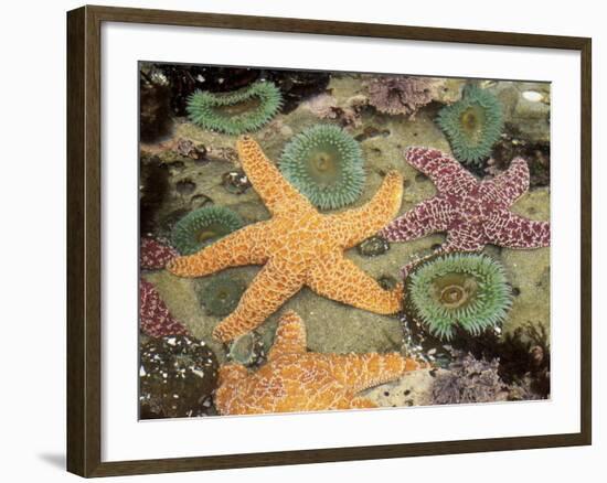 Giant Green Anemones and Ochre Sea Stars-Stuart Westmoreland-Framed Photographic Print