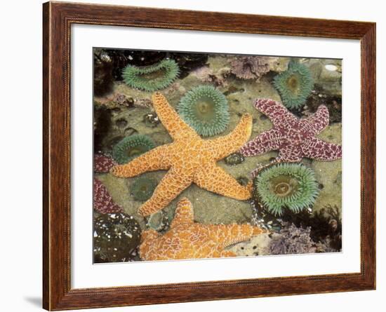 Giant Green Anemones and Ochre Sea Stars-Stuart Westmoreland-Framed Photographic Print