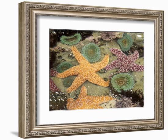 Giant Green Anemones and Ochre Sea Stars-Stuart Westmoreland-Framed Photographic Print