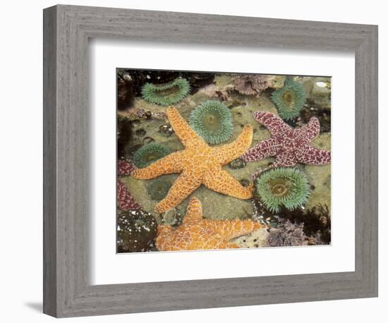 Giant Green Anemones and Ochre Sea Stars-Stuart Westmoreland-Framed Photographic Print