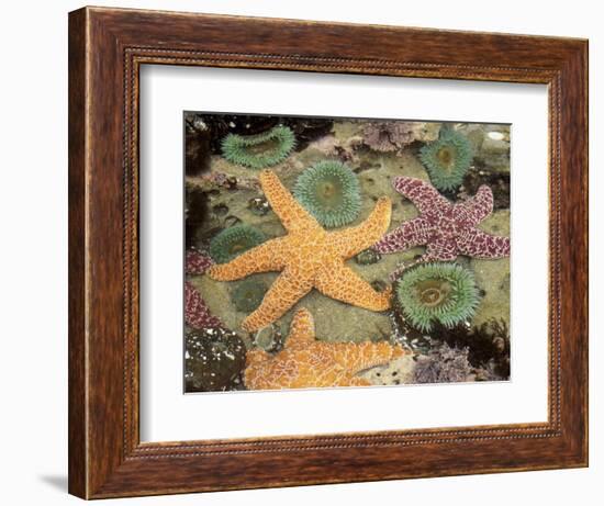 Giant Green Anemones and Ochre Sea Stars-Stuart Westmoreland-Framed Photographic Print