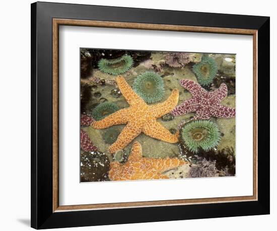 Giant Green Anemones and Ochre Sea Stars-Stuart Westmoreland-Framed Photographic Print