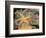 Giant Green Anemones and Ochre Sea Stars-Stuart Westmoreland-Framed Photographic Print