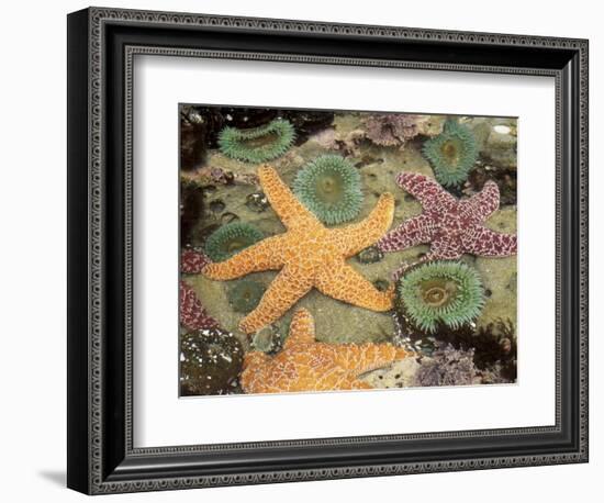 Giant Green Anemones and Ochre Sea Stars-Stuart Westmoreland-Framed Photographic Print