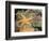 Giant Green Anemones and Ochre Sea Stars-Stuart Westmoreland-Framed Photographic Print