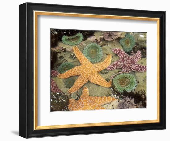 Giant Green Anemones and Ochre Sea Stars-Stuart Westmoreland-Framed Photographic Print