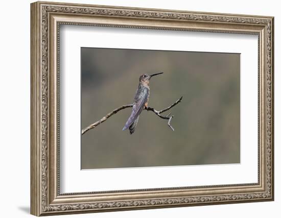 Giant hummingbird perched, Ecuador-Adam Jones-Framed Photographic Print