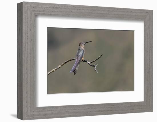 Giant hummingbird perched, Ecuador-Adam Jones-Framed Photographic Print