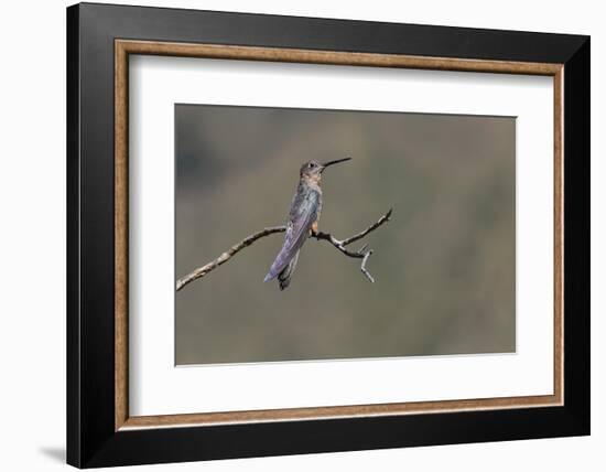 Giant hummingbird perched, Ecuador-Adam Jones-Framed Photographic Print