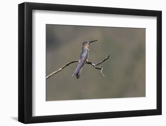 Giant hummingbird perched, Ecuador-Adam Jones-Framed Photographic Print