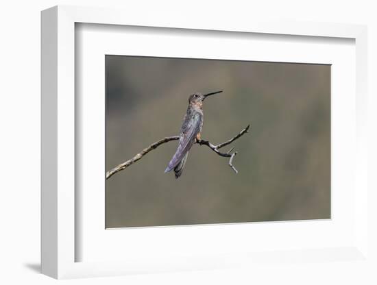 Giant hummingbird perched, Ecuador-Adam Jones-Framed Photographic Print