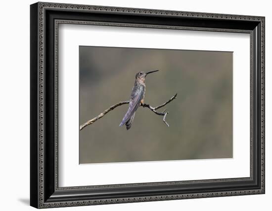 Giant hummingbird perched, Ecuador-Adam Jones-Framed Photographic Print