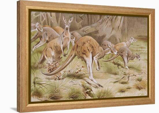 Giant Kangaroo-null-Framed Premier Image Canvas