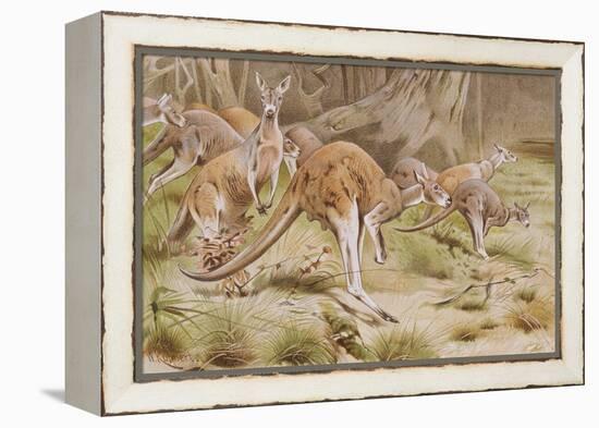 Giant Kangaroo-null-Framed Premier Image Canvas