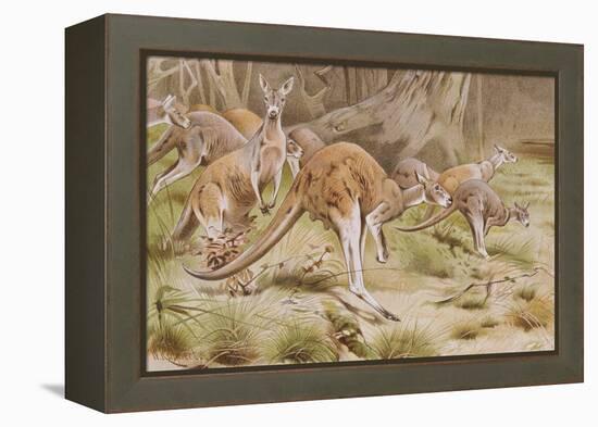 Giant Kangaroo-null-Framed Premier Image Canvas