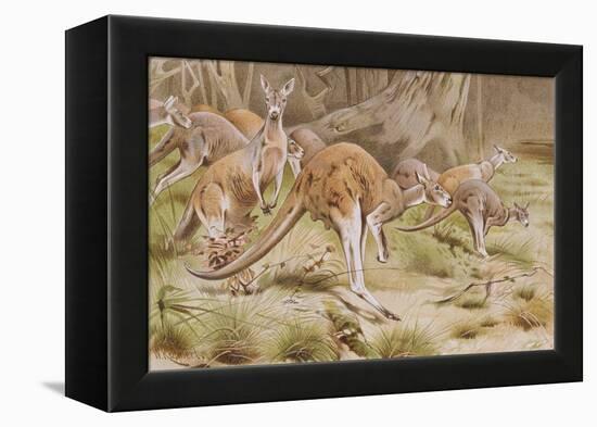 Giant Kangaroo-null-Framed Premier Image Canvas