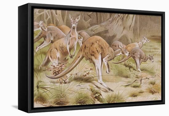 Giant Kangaroo-null-Framed Premier Image Canvas