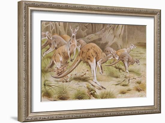 Giant Kangaroo-null-Framed Premium Giclee Print