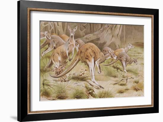 Giant Kangaroo-null-Framed Premium Giclee Print