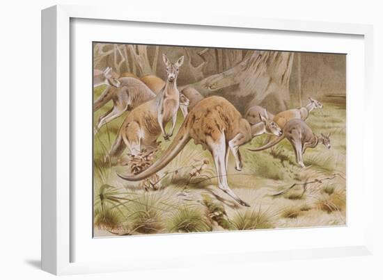 Giant Kangaroo-null-Framed Premium Giclee Print