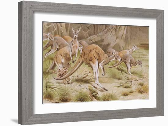Giant Kangaroo-null-Framed Giclee Print