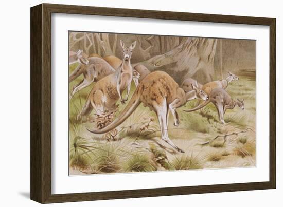 Giant Kangaroo-null-Framed Giclee Print