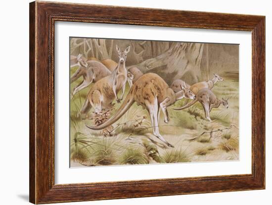 Giant Kangaroo-null-Framed Giclee Print