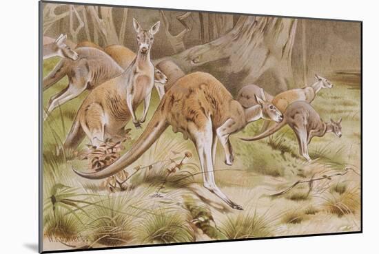 Giant Kangaroo-null-Mounted Giclee Print