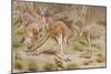 Giant Kangaroo-null-Mounted Giclee Print