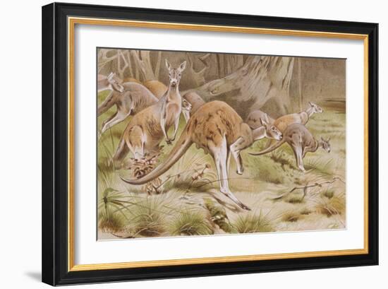 Giant Kangaroo-null-Framed Giclee Print