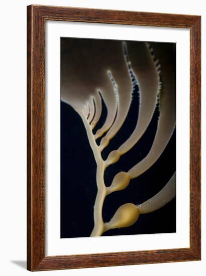 Giant Kelp Grows Off the Coast of California-Stocktrek Images-Framed Photographic Print