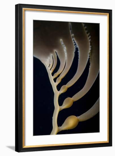 Giant Kelp Grows Off the Coast of California-Stocktrek Images-Framed Photographic Print