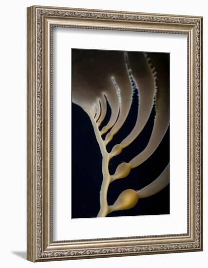 Giant Kelp Grows Off the Coast of California-Stocktrek Images-Framed Photographic Print