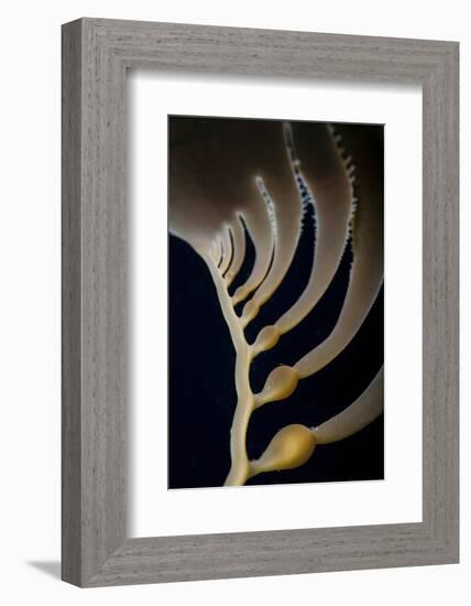 Giant Kelp Grows Off the Coast of California-Stocktrek Images-Framed Photographic Print