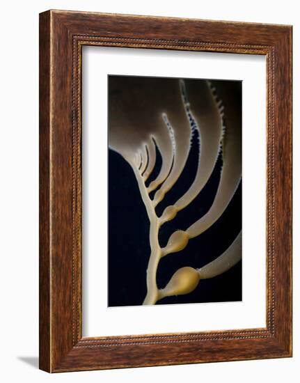 Giant Kelp Grows Off the Coast of California-Stocktrek Images-Framed Photographic Print