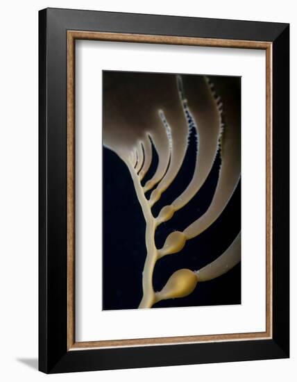 Giant Kelp Grows Off the Coast of California-Stocktrek Images-Framed Photographic Print