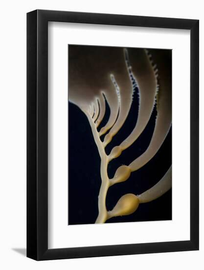 Giant Kelp Grows Off the Coast of California-Stocktrek Images-Framed Photographic Print