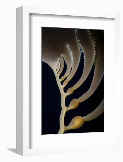 Giant Kelp Grows Off the Coast of California-Stocktrek Images-Framed Photographic Print