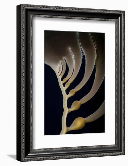 Giant Kelp Grows Off the Coast of California-Stocktrek Images-Framed Photographic Print