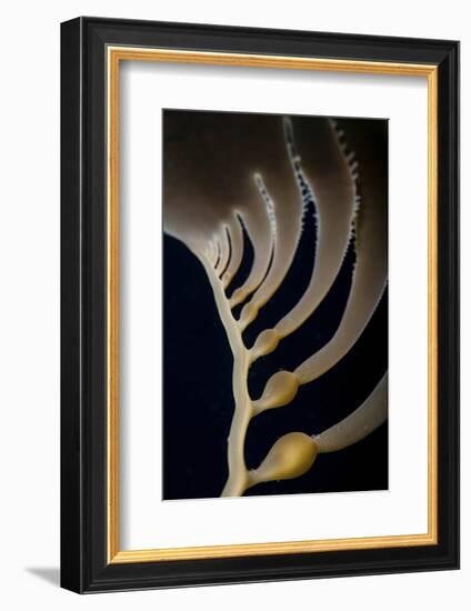 Giant Kelp Grows Off the Coast of California-Stocktrek Images-Framed Photographic Print