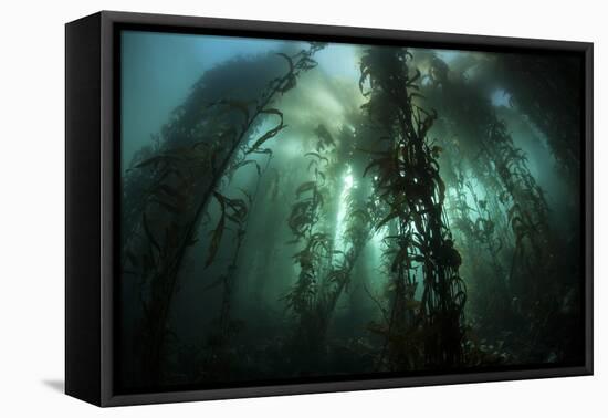 Giant Kelp (Macrocystis Pyrifera) Grows Off the Coast of California-Stocktrek Images-Framed Premier Image Canvas