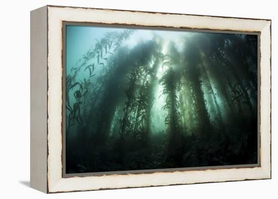 Giant Kelp (Macrocystis Pyrifera) Grows Off the Coast of California-Stocktrek Images-Framed Premier Image Canvas